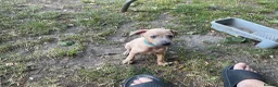 Italian Greyhound dogs for sale: Gorgeous Kc reg Italian greyhound  - Advert 17