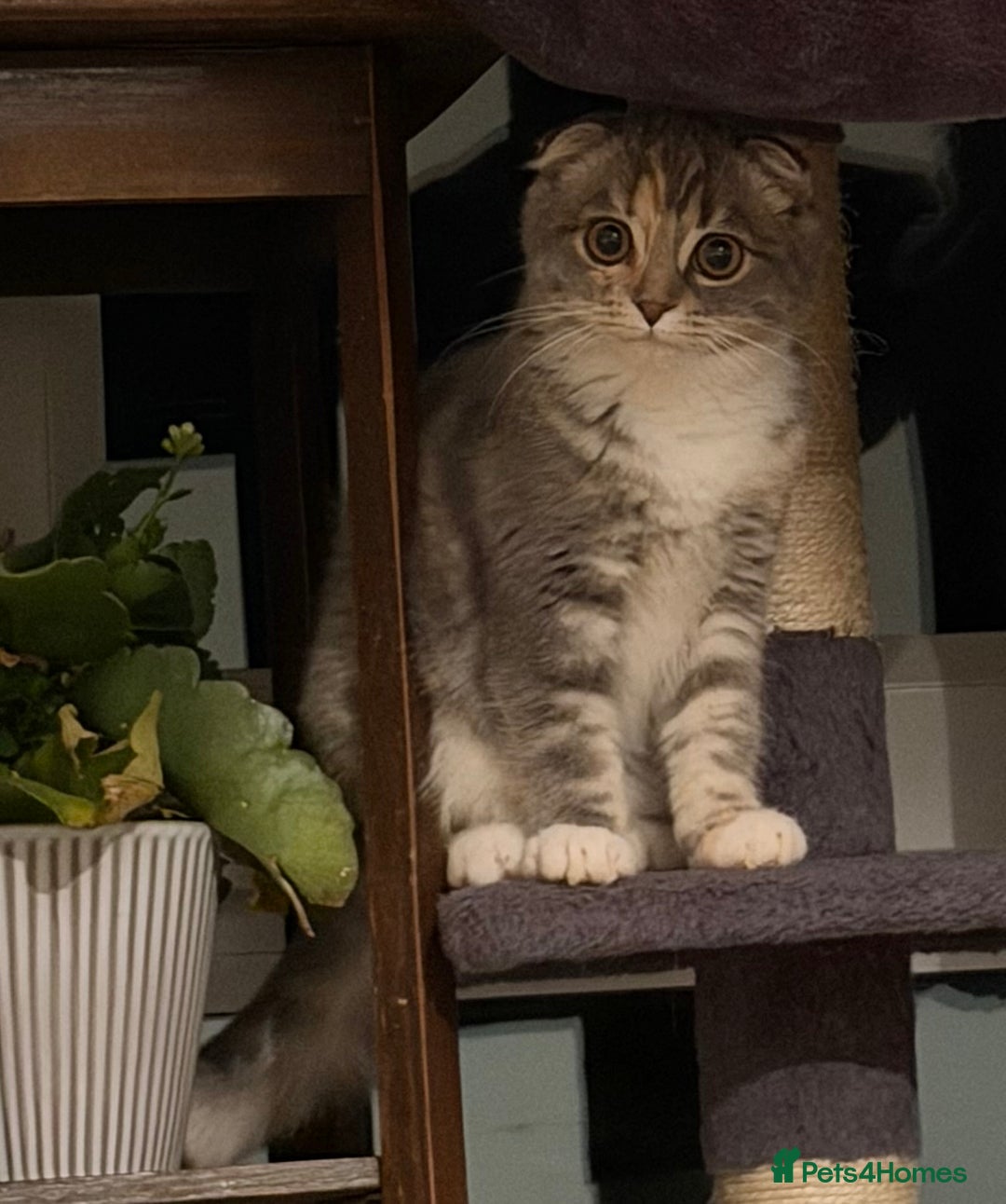 Mixed Breed cats for sale: Fold x Maine coon girls - Advert 5