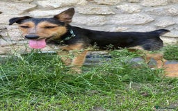 Mixed Breed dogs for adoption: 💖🐶 DAISY 🐶💖 - Image 6