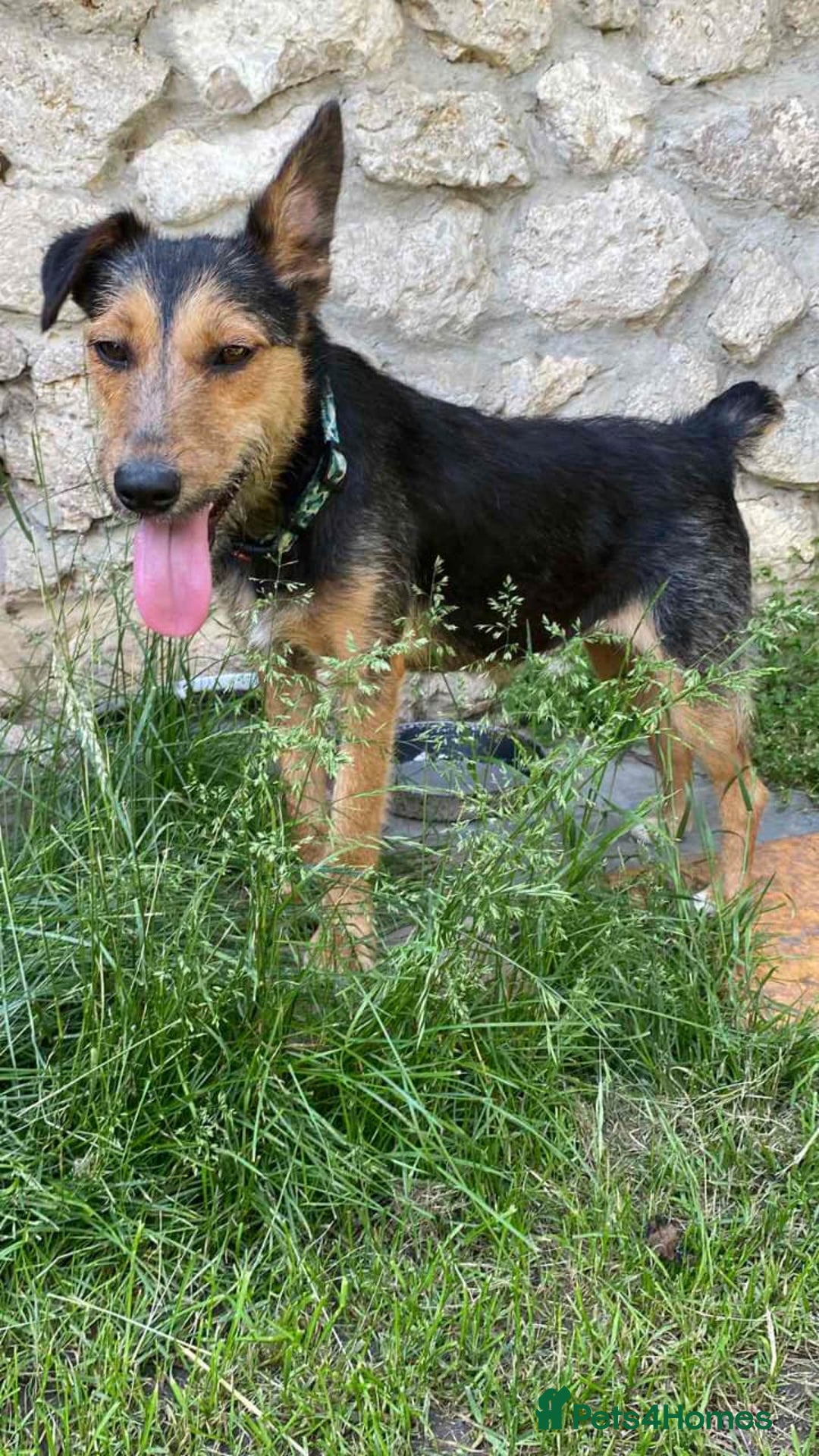 Mixed Breed dogs for adoption: 💖🐶 DAISY 🐶💖 - Image 6