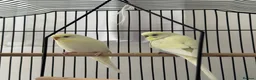 Budgerigars birds for sale: Pair of Beautiful Budgies with Cage and Toy - Advert 1