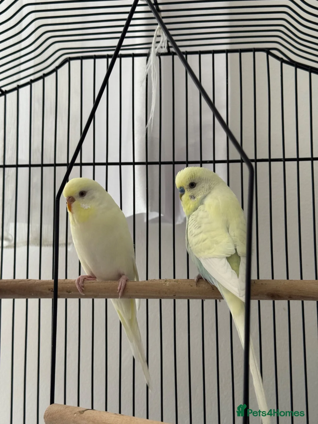 Budgerigars birds for sale: Pair of Beautiful Budgies with Cage and Toy - Advert 1