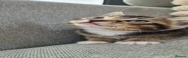 Milo (dark tabby MALE)