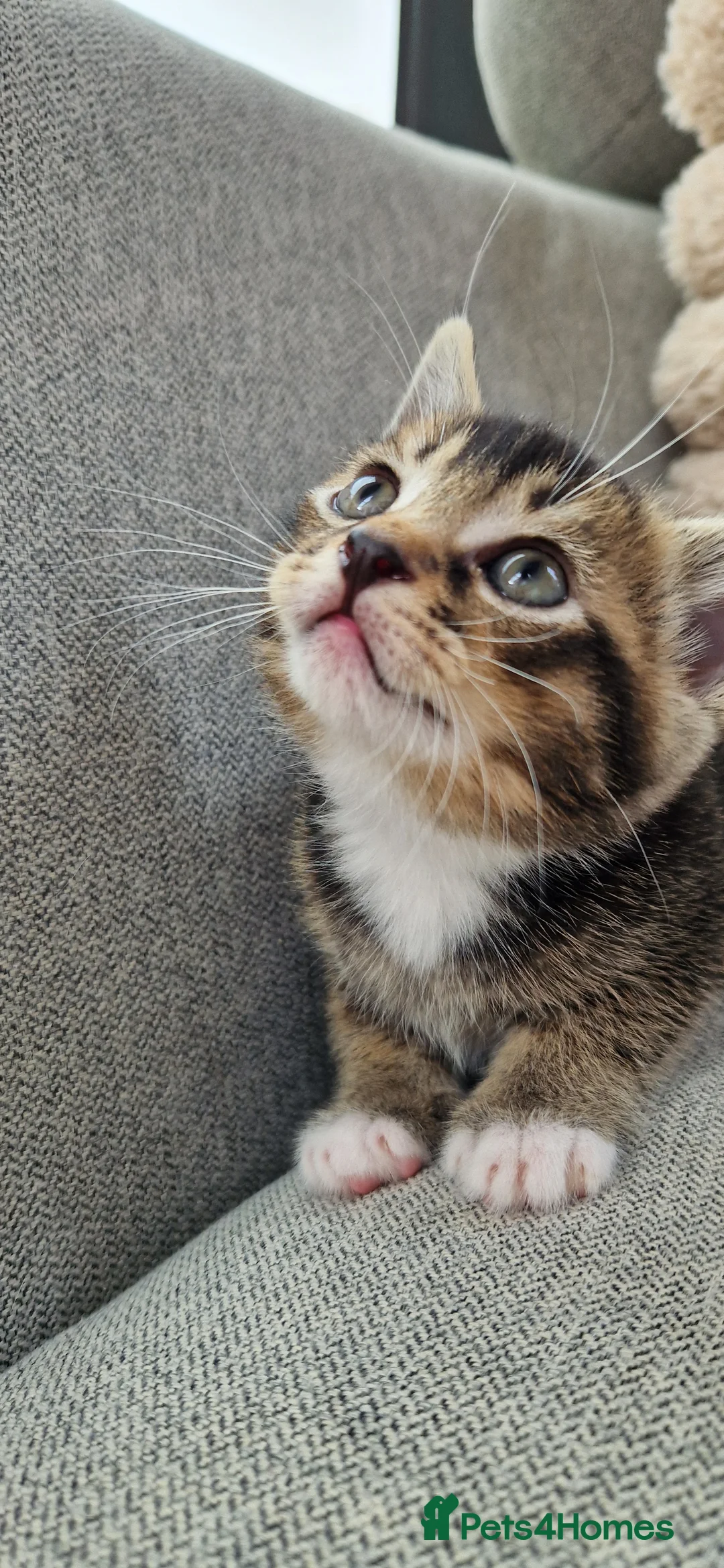 Mixed Breed cats for sale: Ragdoll Cross tabby & ginger Kittens  - Advert 2