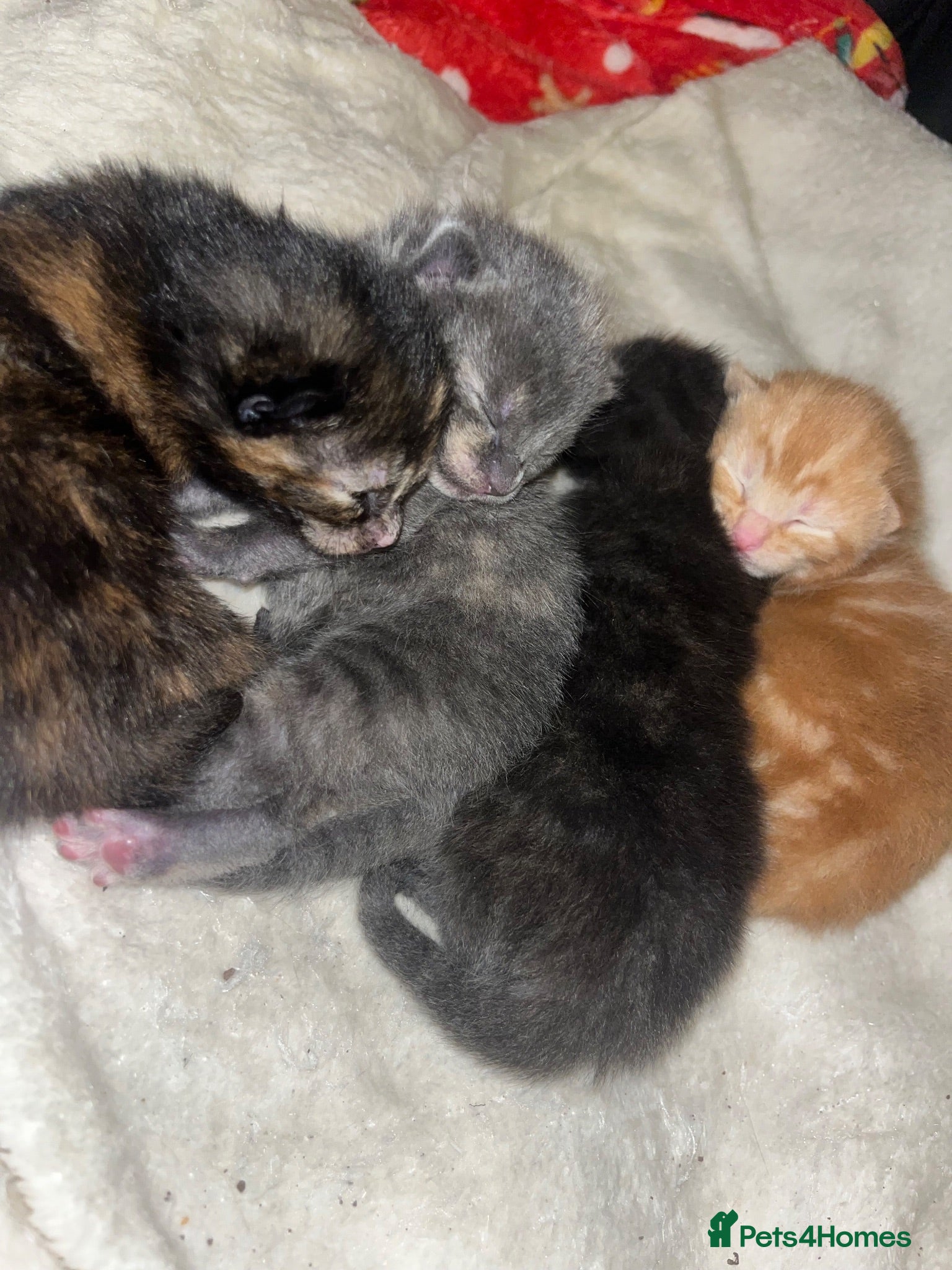 Mixed Breed cats 4 half Maine Coon kittens  - Advert 18