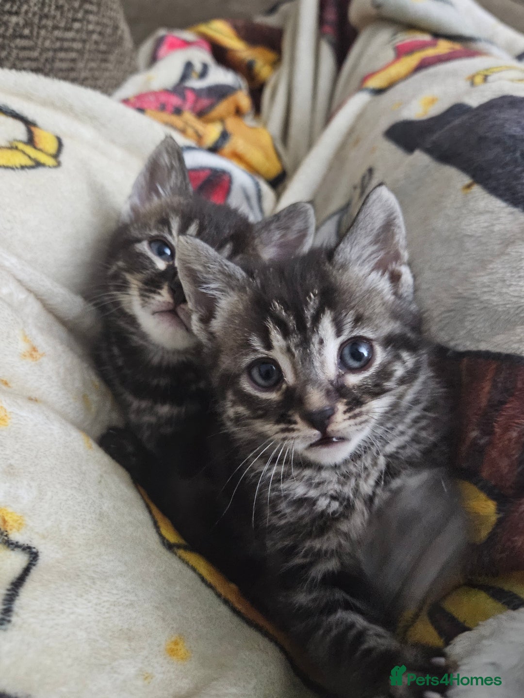 Bengal cats for sale: 9 week old bengal cross  - Advert 2