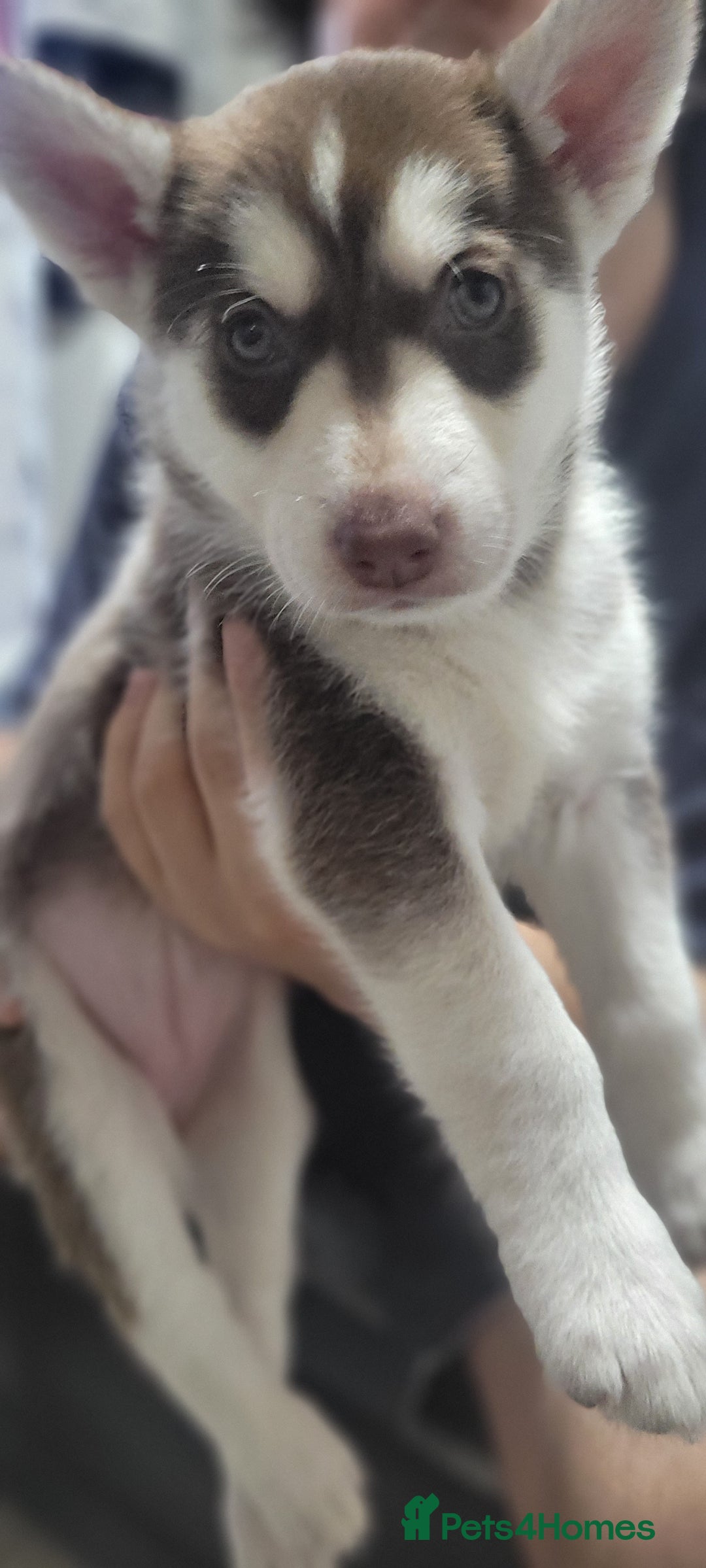 Shepsky dogs for sale: Husky x Shepsky - Image 7