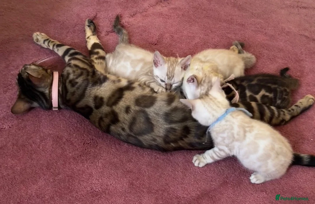 Bengal cats for sale: Nala’s Bengal kitten ready for new home  in Pinner - Advert 1