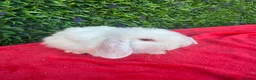 Continental Giant rabbits for sale: Giant French Lops & Mini Lops  - Advert 11