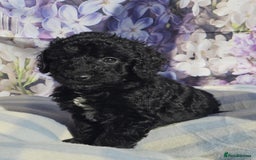 Cockapoo dogs for sale: sable & phantom & tri colour cockapoo puppies  - Image 23