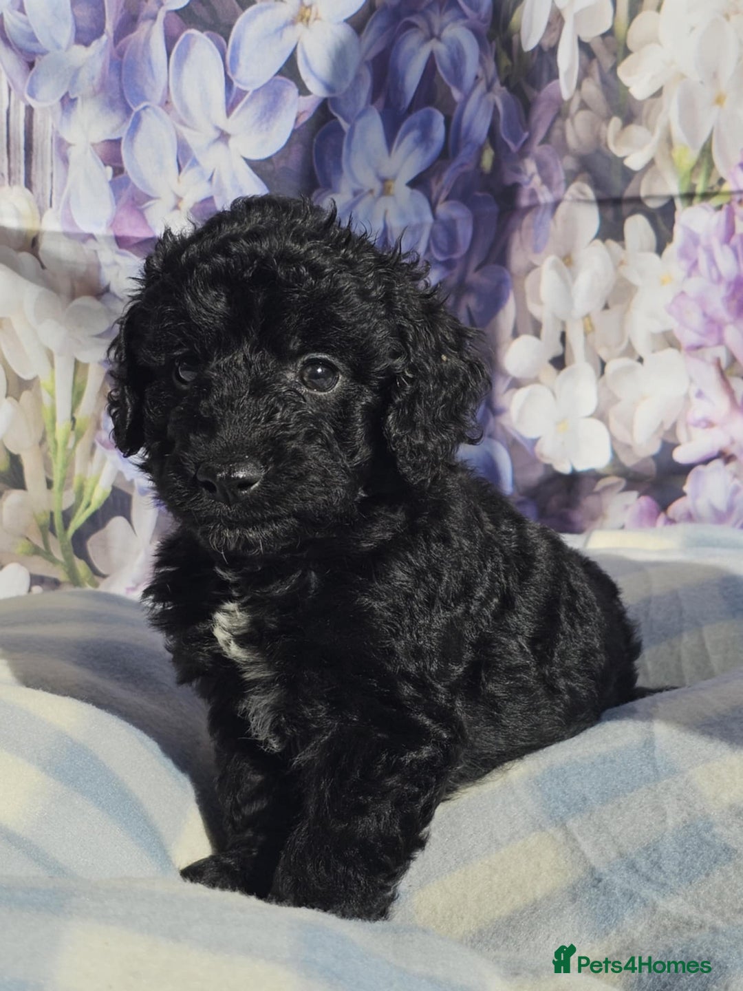 Cockapoo dogs for sale: sable & phantom & tri colour cockapoo puppies  - Image 23