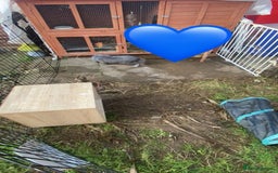 Mini Lop rabbits for sale: Rabbit PLEASE READ ALL DESCRIPTION  - Image 3