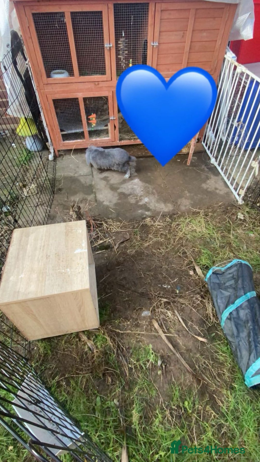 Mini Lop rabbits for sale: Rabbit PLEASE READ ALL DESCRIPTION  - Image 3