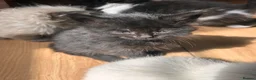 Mixed Breed cats for sale: Ragdoll x Maine coon kittens last 2 available. - Advert 5