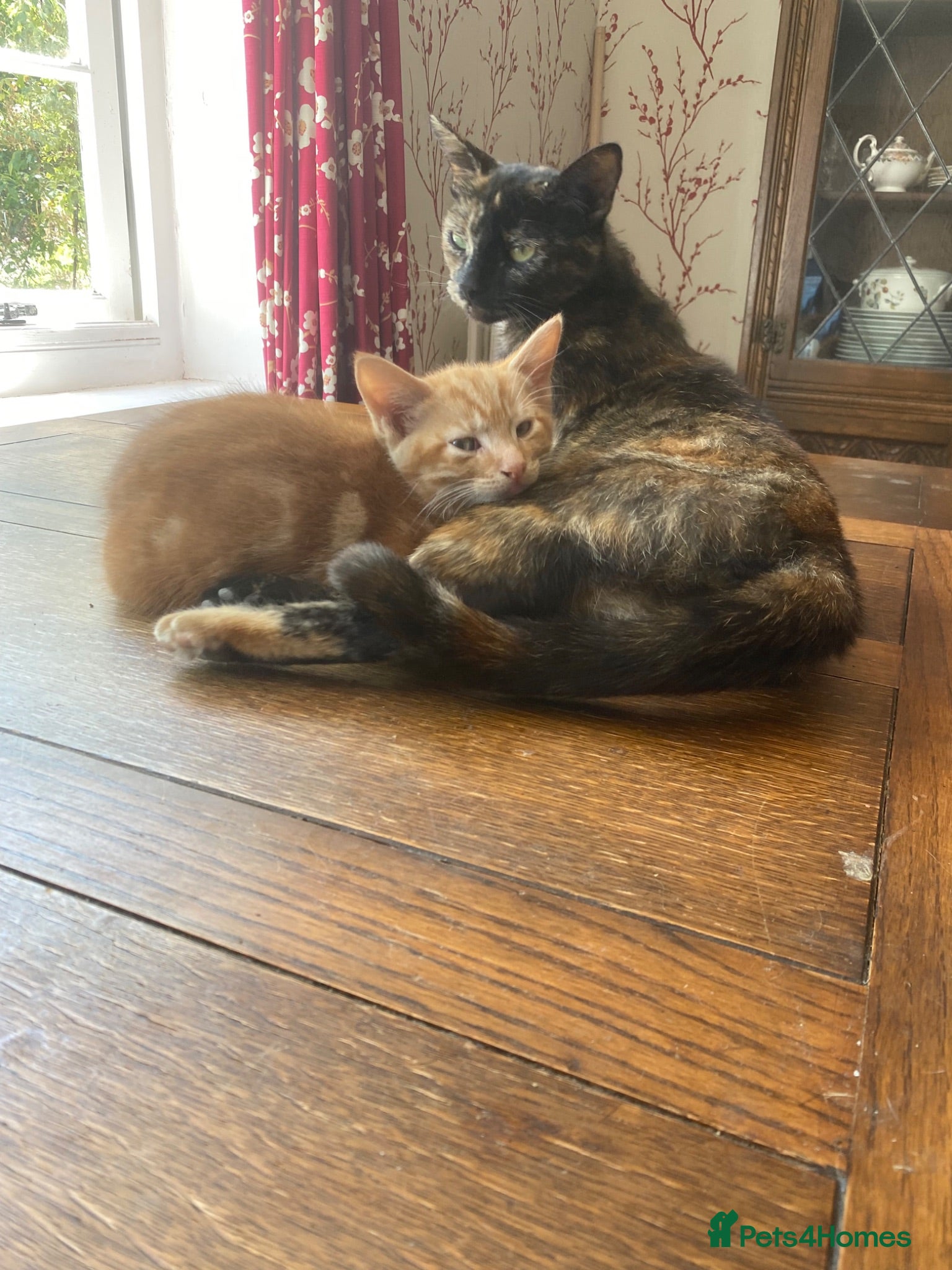 Mixed Breed cats Glorious Ginger Tom kitten  - Advert 2