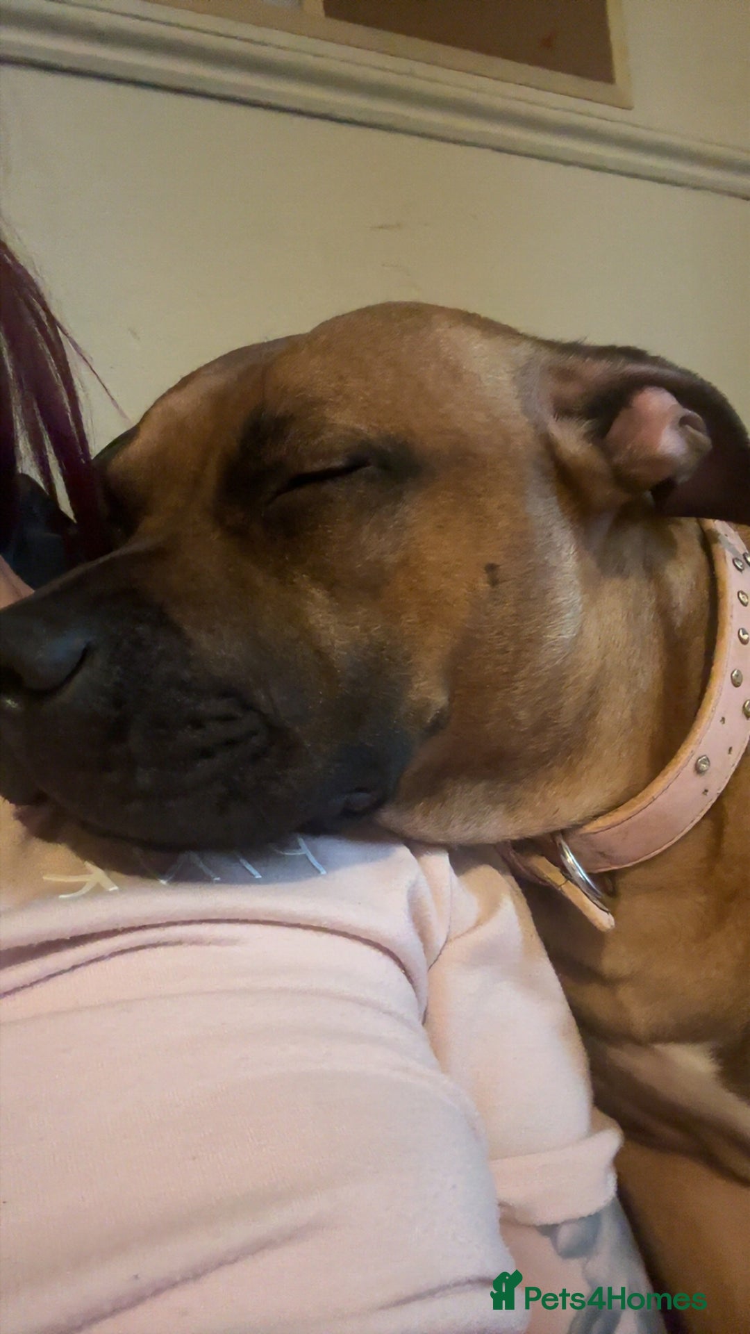 Staffordshire Bull Terrier dogs for sale: Lola is an bubbly staffy - Advert 2