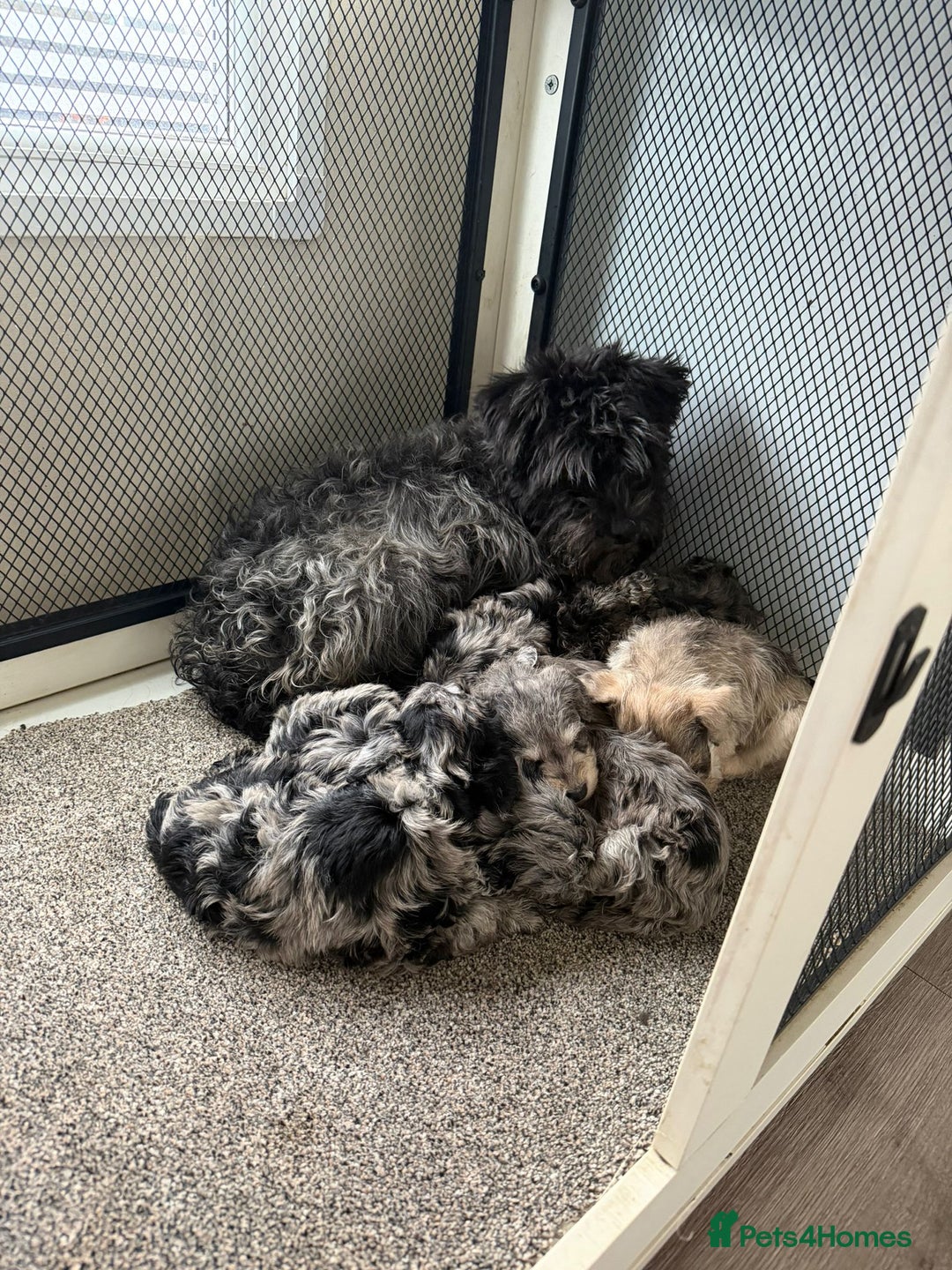 Mixed Breed dogs for sale: Schnoodle puppies for sale  - Advert 4