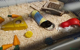 Hamster rodents for sale: Serian hamster. Black, female - Image 7