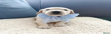 Golden Retriever Puppy 2