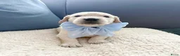 Golden Retriever dogs for sale: Royal Cream Golden Retriever Puppies🤍 🐶 🐾 - Advert 20