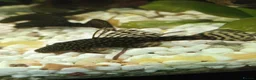Plecos fish for sale: algae eaters - Advert 4