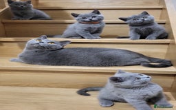British Shorthair cats for sale: Beautifully british shorthair  kittens ready to go - Image 6