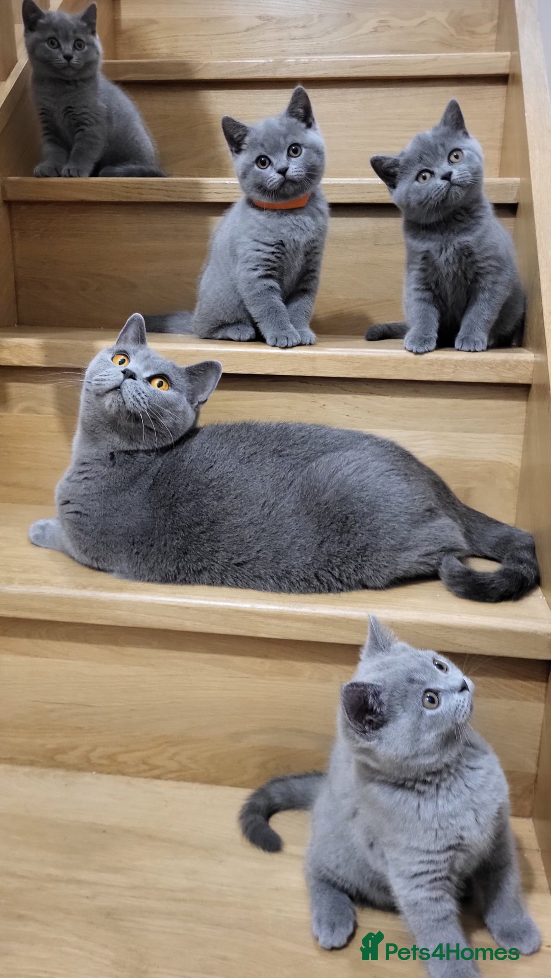 British Shorthair cats for sale: Beautifully british shorthair  kittens ready to go - Image 6