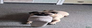 Pug 