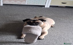 Pug dogs for sale: Sweet girl in need of a loving home - Image 2