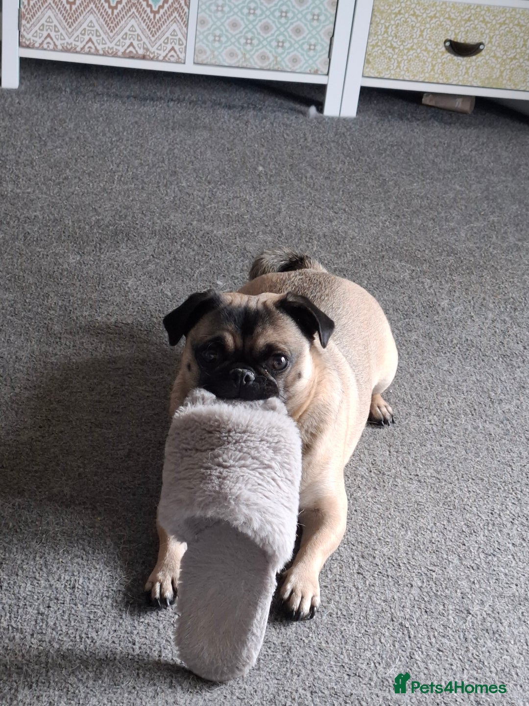 Pug dogs for sale: Sweet girl in need of a loving home - Image 2