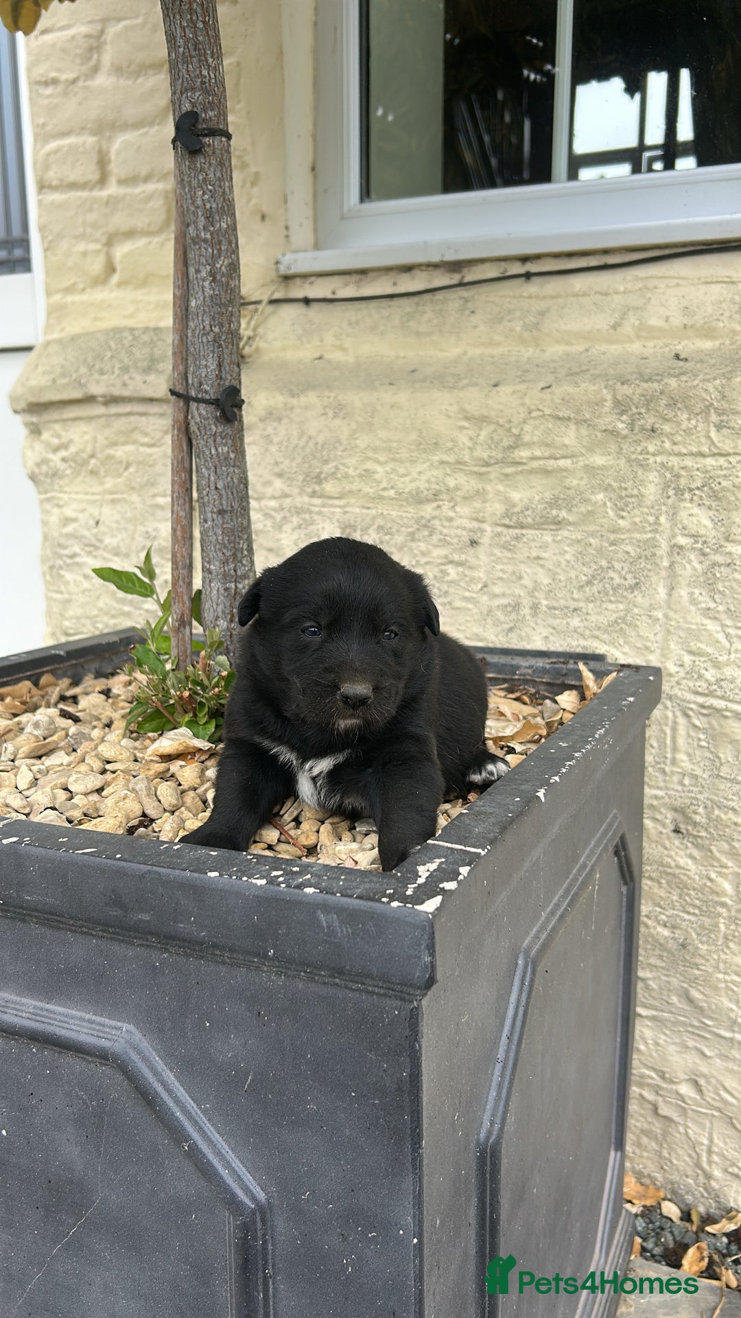 Borador dogs for sale: Borador Puppies  - Image 5