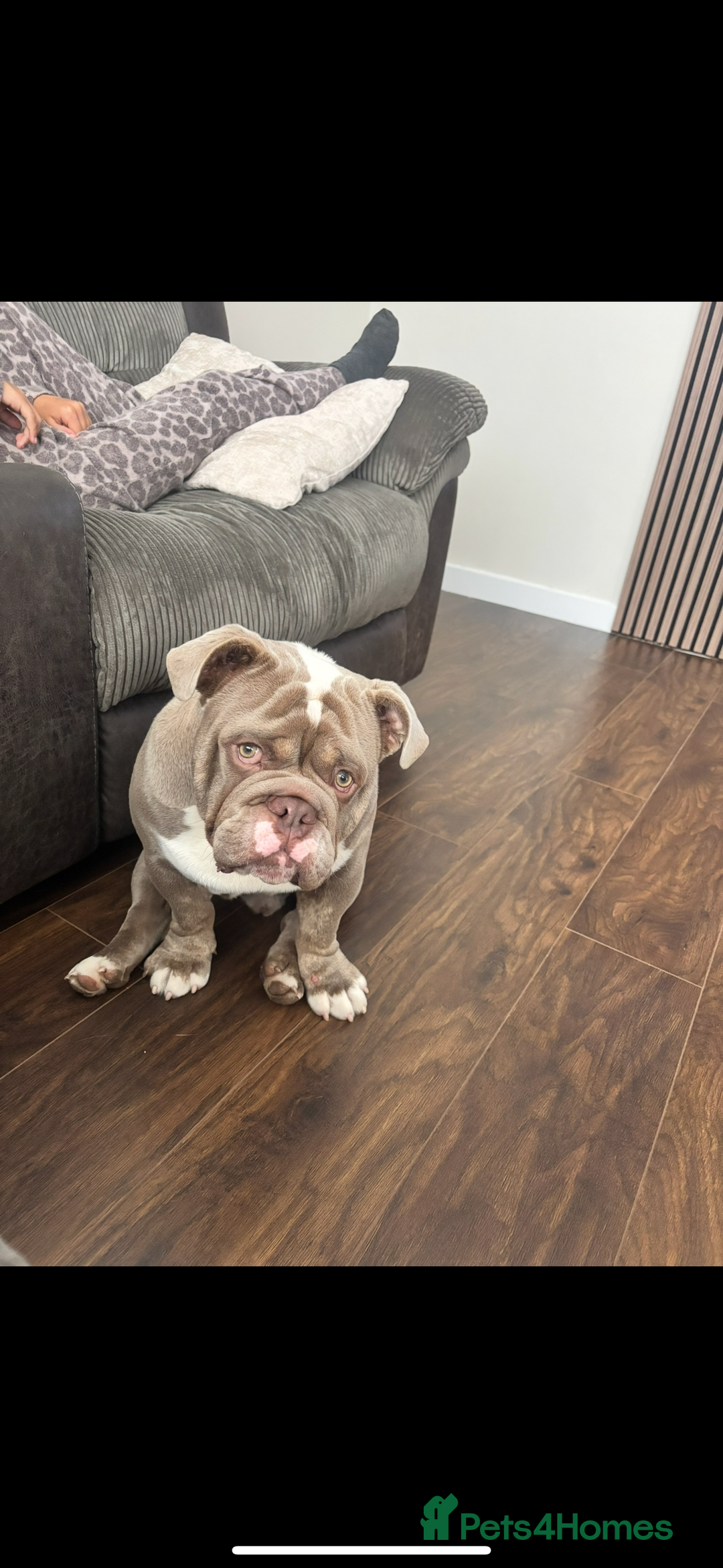 English Bulldog dogs for sale: Lilac male British bulldog - Advert 7