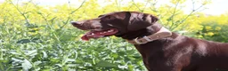 German Shorthaired Pointer dogs for sale: Beautiful KC GSP Puppies - Advert 3