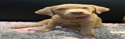 Labrador Retriever dogs for sale: ⭐Waiting list open for end of the year litters⭐  - Advert 3