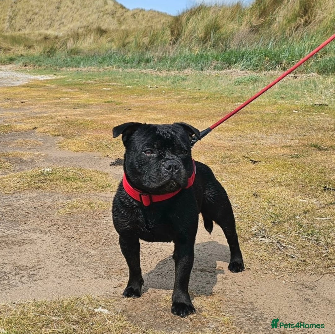 Staffordshire Bull Terrier dogs for stud: Mr T Champion sired Stud Blue gene 🧬 - Image 10