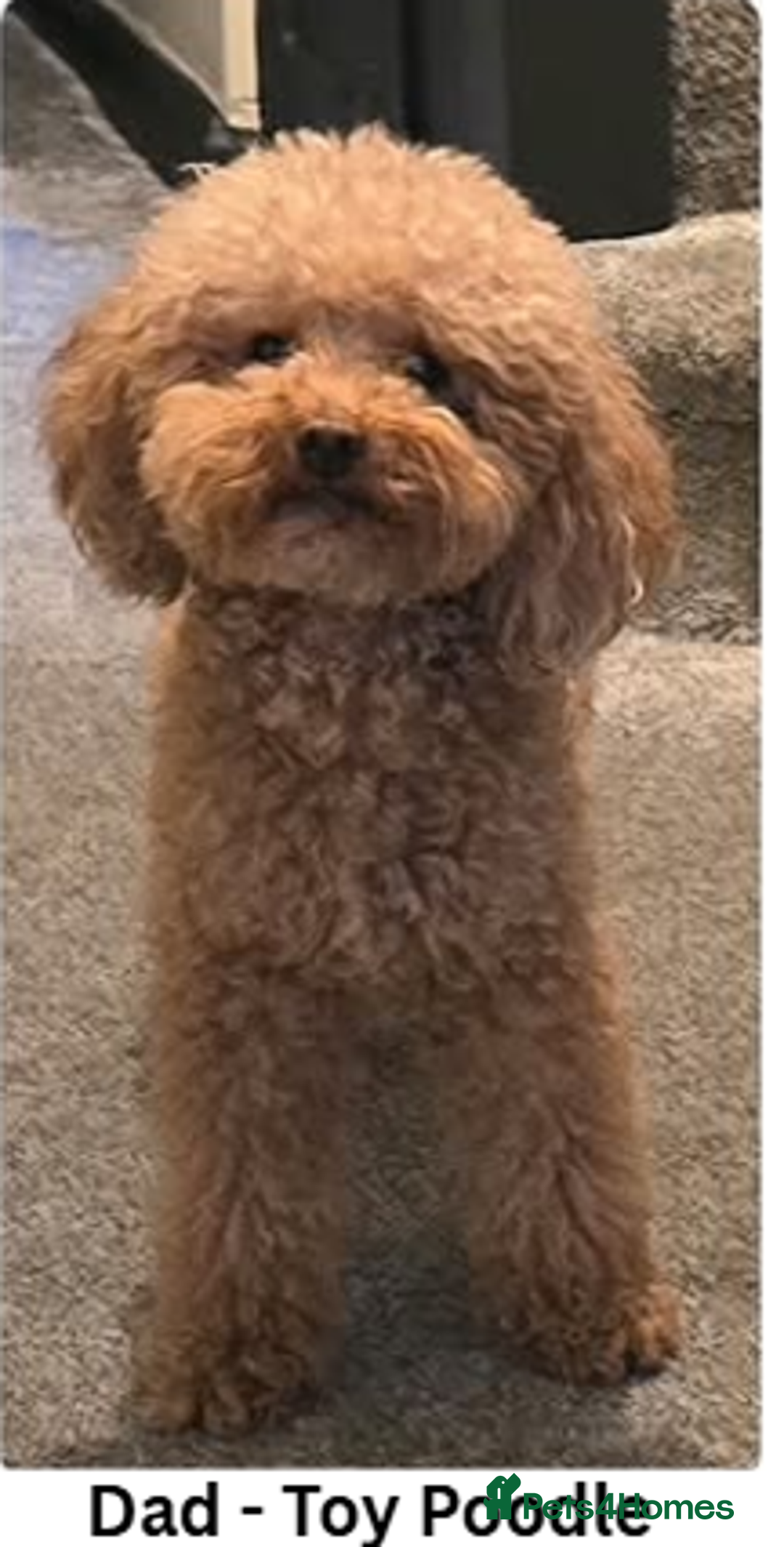 Maltipoo dogs for sale: Teddy Bear Maltipoo puppies - Advert 5