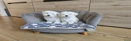 Maltese dogs for sale: Korean Maltese Puppies Available  - Advert 7