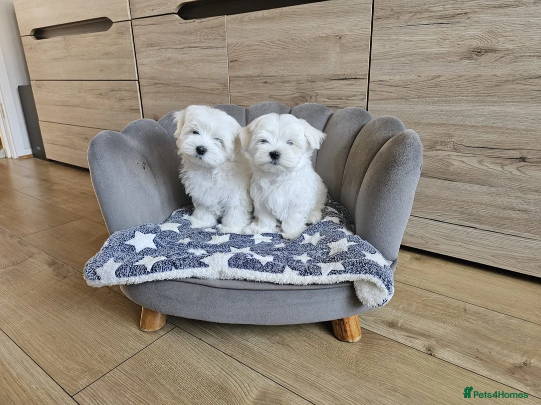 Maltese dogs for sale: Korean Maltese Puppies Available  - Advert 7