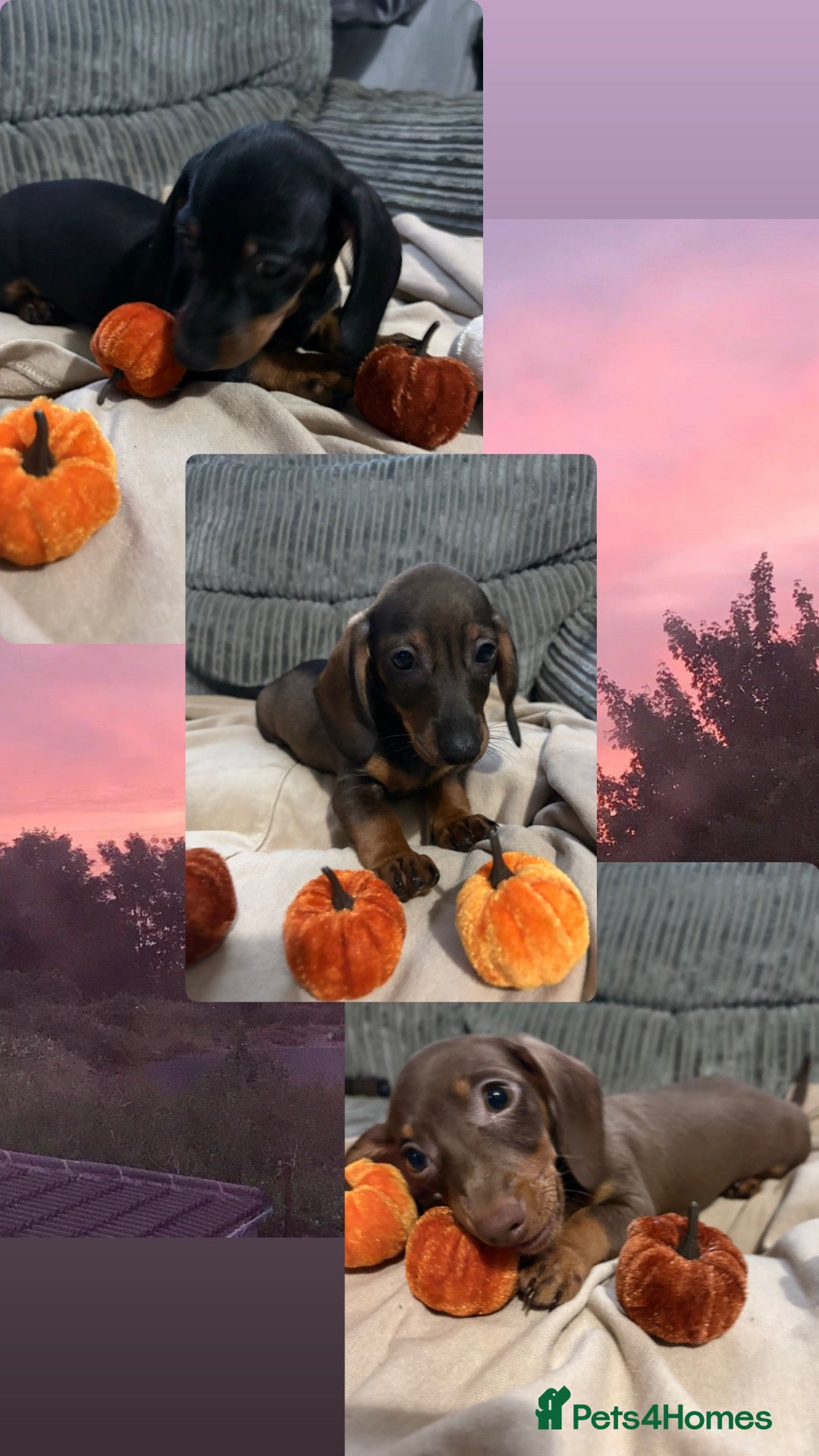 Miniature Dachshund dogs Beautiful miniature dachshund puppy’s - Advert 1