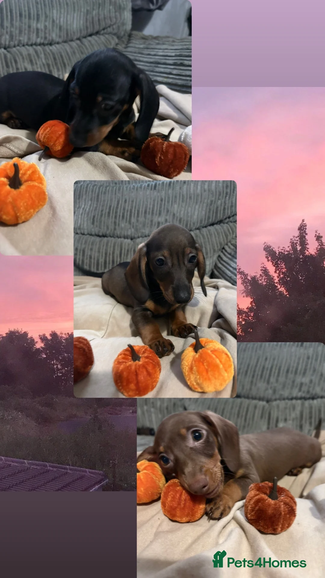 Miniature Dachshund dogs for sale: Beautiful miniature dachshund puppy’s - Advert 1