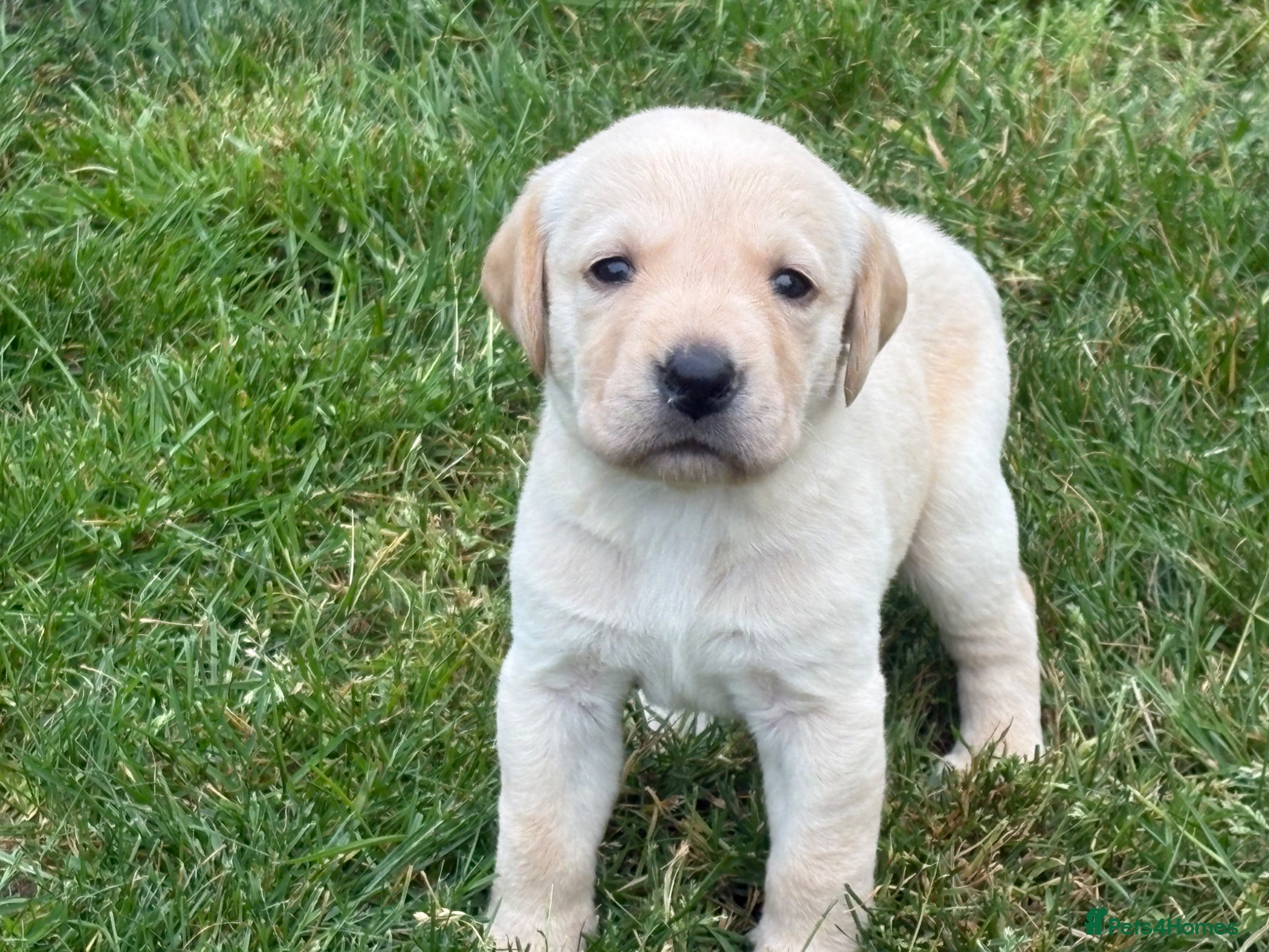 Labrador Retriever dogs KC REG YELLOW LABRADOR RETRIEVER PUPS - Advert 2