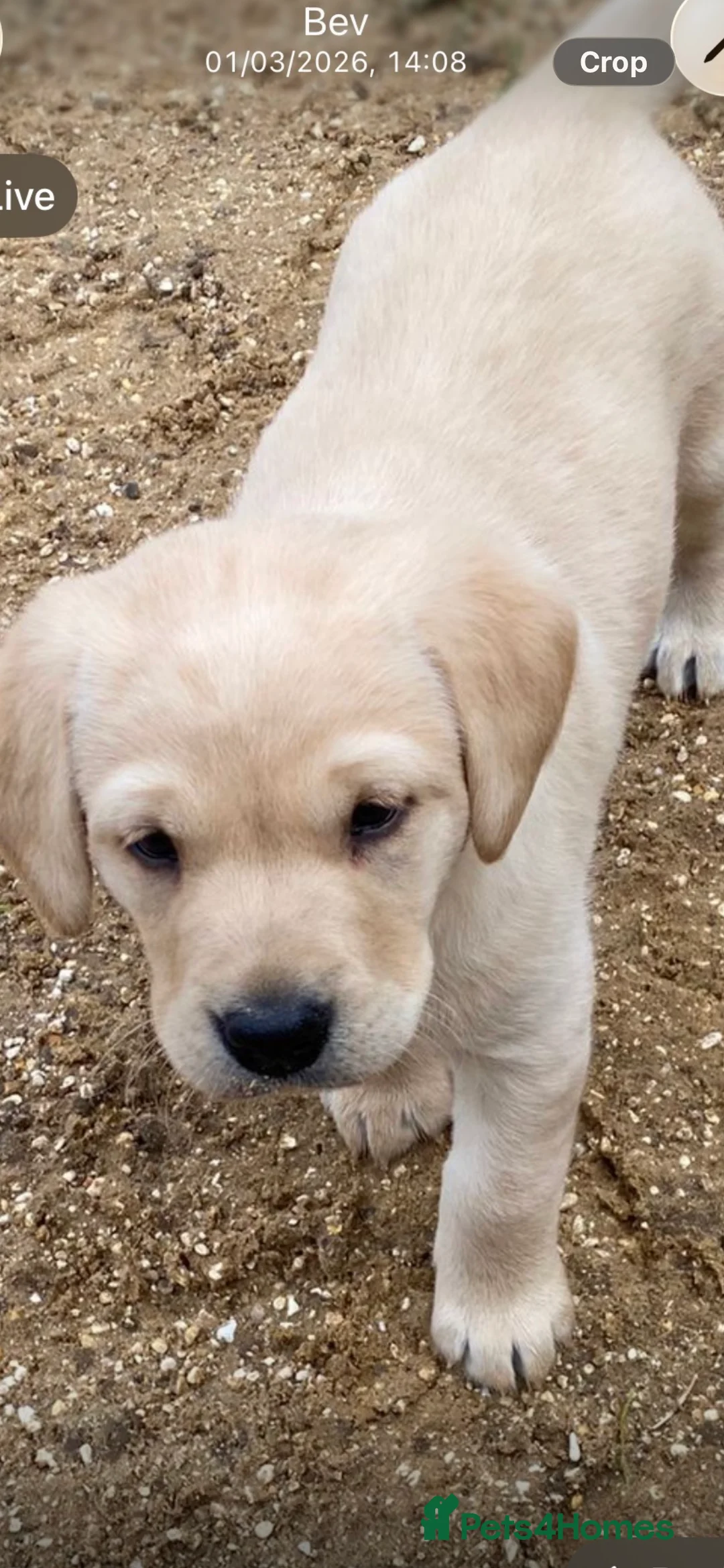 Labrador Retriever dogs for sale: Yellow Labrador pups - Advert 2