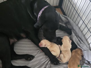 Labrador Retriever dogs for sale - Advert 1
