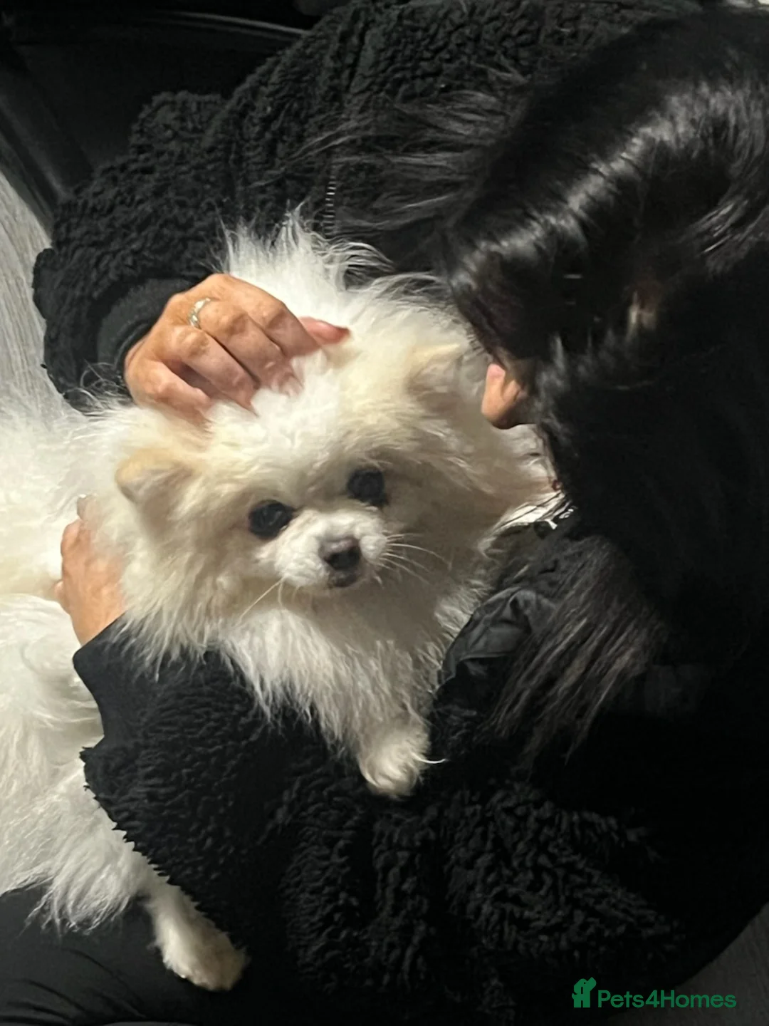 Pomeranian dogs for sale:  Pomeranian boy  in Colchester - Advert 1