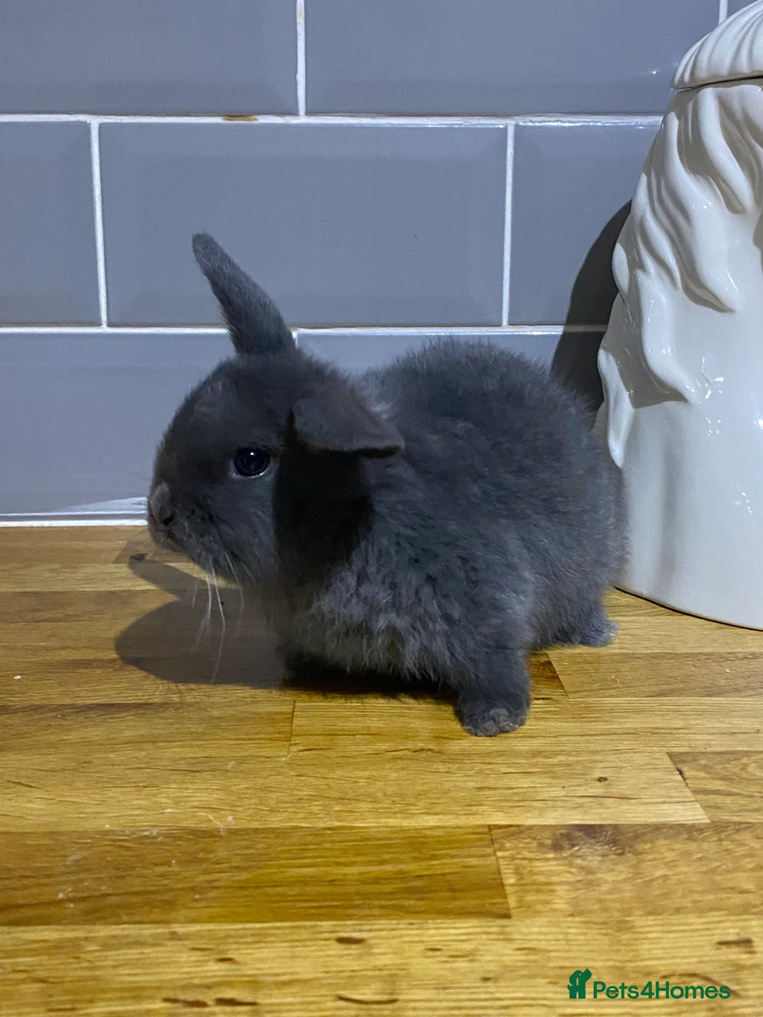 Mixed Breed rabbits for sale: Bunnies for sale  - Advert 6