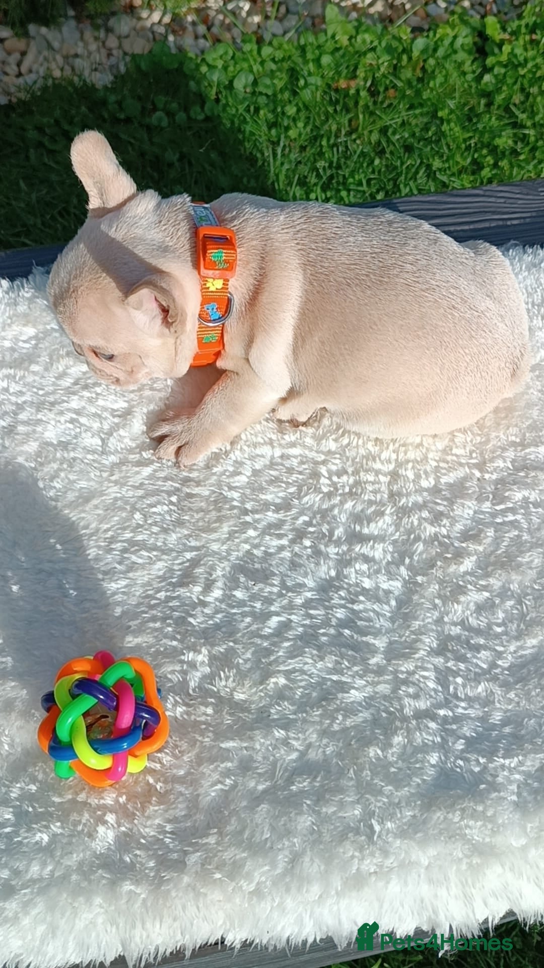 French Bulldog dogs for sale: ❤️ 🐶 beautiful French bulldog puppies ❤️🐶 - Image 12