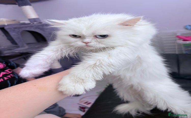 Persian cats - Advert 3