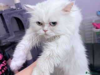 Persian cats - Advert 20