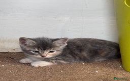 Bengal cats for sale: 12 mixed kittens - Advert 16