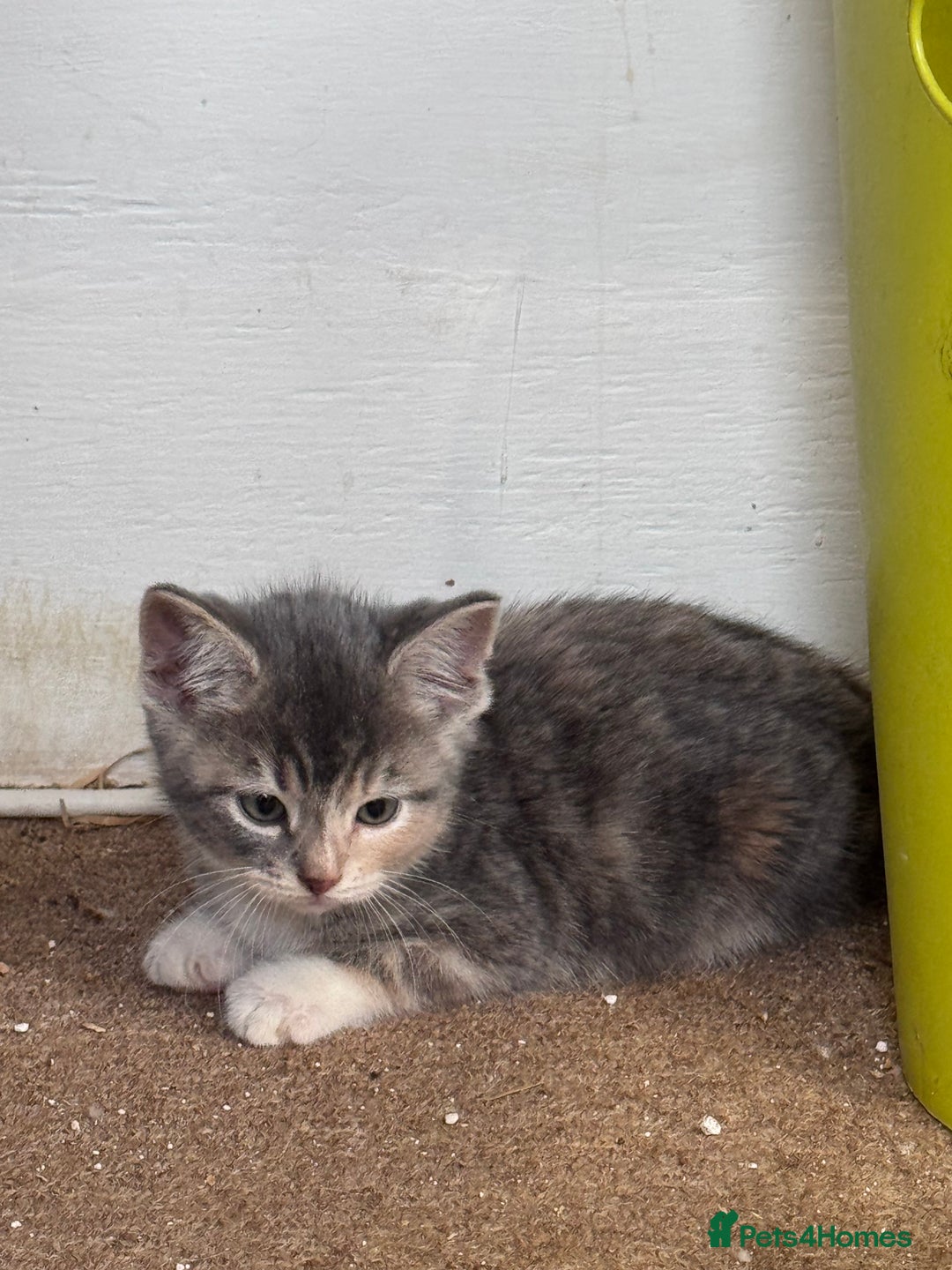 Bengal cats for sale: 12 mixed kittens - Advert 16